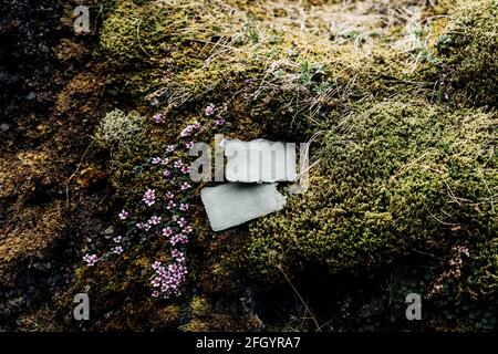 Leere Tafeln liegen auf Steinen, die mit Moos und grünem Gras überwuchert sind und von wunderschönen Blumen umgeben sind Stockfoto