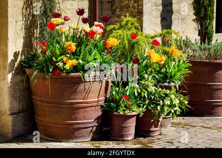 Farbenfrohe Darstellung von gemischten Tulpen in Terrakotta-Töpfen Stockfoto