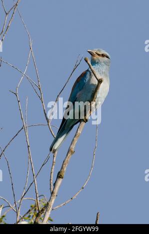 European Roller (Coracias garrulus) im Donaudelta Stockfoto