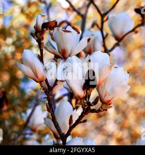 Schöne Magnolia Blumen Stockfoto