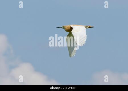 Squacco Heron (Ardeola ralloides) im Donaudelta Stockfoto