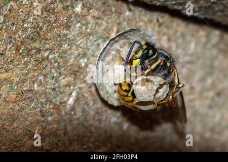 Britische Tierwelt: Die gewöhnliche Wespenkönigin (Vespula vulgaris) baut aus Papier ein Nest mit Eiern zukünftiger Arbeiter in offenen Zellen. Bauen in einem Schuppen Dach. Stockfoto