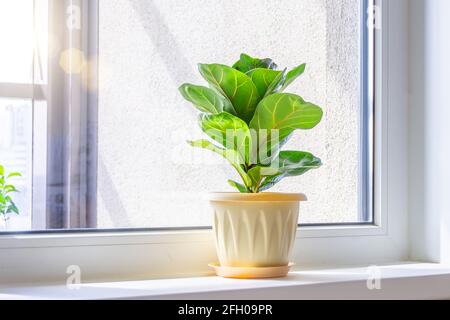 Green Ficus lyrata bambino Pflanze auf der Fensterbank eines Sonnendurchflutete Zimmer Stockfoto