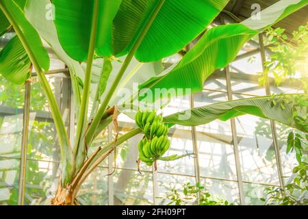 Musa Junge Bananenfrucht wächst in den Tropen. Bananen auf dem Baum. Musaceae-Familie Stockfoto