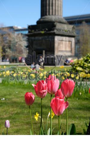 Edinburgh, Schottland, Großbritannien. April 2021. Frühlingstülpen blühen an einem herrlich warmen und sonnigen Tag im St. Andrew Square Garden. Kredit: Craig Brown/Alamy Live Nachrichten Stockfoto