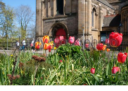 Edinburgh, Schottland, Großbritannien. April 2021. Frühlingstulpen blühen an einem herrlich warmen und sonnigen Tag im Mansfield Traquair Center. Kredit: Craig Brown/Alamy Live Nachrichten Stockfoto