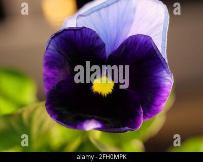 Die Gartenschneppe ist eine Art große blühende Hybridpflanze. Sommerblumen Stockfoto