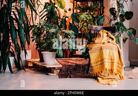 Verschiedene schöne Zimmerpflanzen auf dem Boden im Zimmer. Haus Dekoration. boho chic Interieur. Balinesischer Stil. Stockfoto