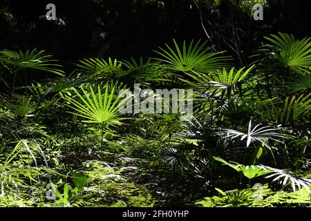 Naturhintergrund des Sonnenlichts auf einem gemäßigten Regenwald mit Farnen und Kohlpalmen, Livistona australis, Sydney, NSW, Australien Stockfoto