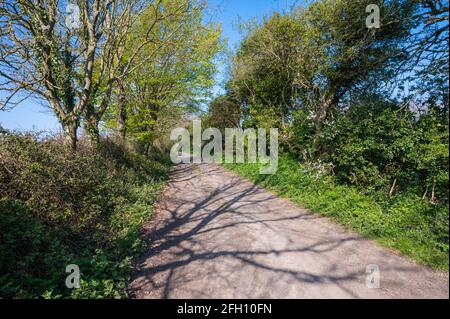 Gerade unbefestigte Straße oder Landstraße ohne Straßenmarkierungen mit Bäumen und Hecken säumen die Straße in der britischen Landschaft in West Sussex, England, Großbritannien. Stockfoto