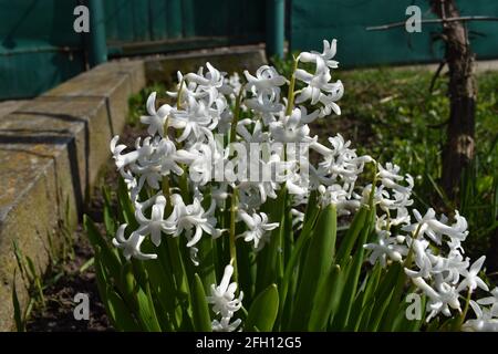 Weiße Narzissen wachsen natürlich im Garten Stockfoto