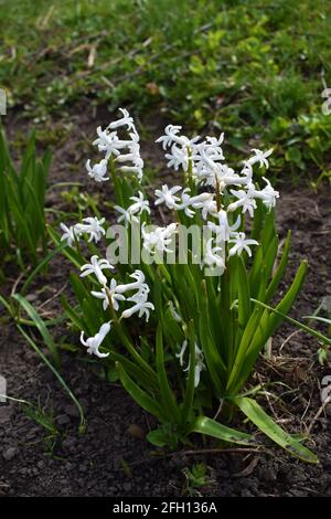 Weiße Narzissen wachsen natürlich im Garten Stockfoto