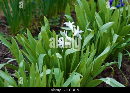 Weiße Narzissen wachsen natürlich im Garten Stockfoto