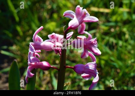 Rosafarbene natürliche Hyazinthen im Garten Stockfoto