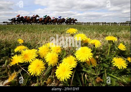 Läufer und Reiter in Aktion während der Royal Pigeon Racing Association Handicap auf der Wetherby Racecourse. Ausgabedatum: Sonntag, 25. April 2021. Stockfoto