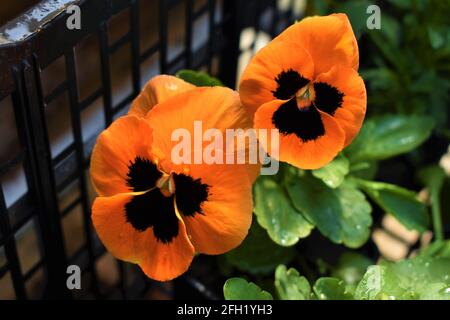 Orangefarbenes Stiefmütterchen mit natürlichem Rot Stockfoto