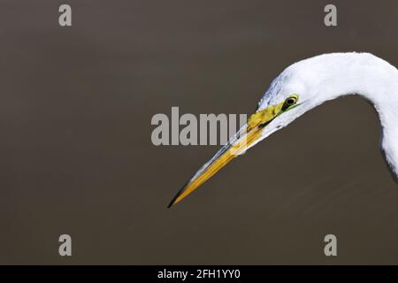 Viel Kopieplatz auf der linken Seite mit auftauchenden Großreiher-Kopf Und Hals auf der rechten Seite schafft ausgewogene Natur Hintergrund mit sauber Platz für Text Stockfoto