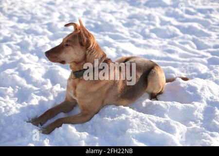 Ingwer Hund im Freien im Winter sonnig frostigen Morgen im Januar Stockfoto