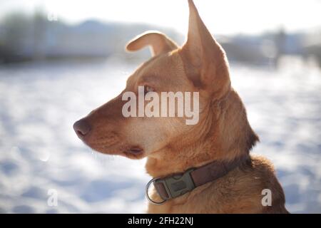 Ingwer Hund im Freien im Winter sonnig frostigen Morgen im Januar Stockfoto