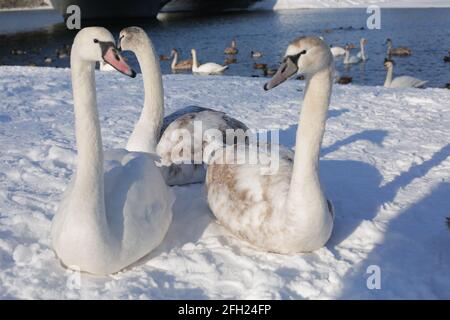 Viele Schwäne und Enten im Winter auf dem Stausee in der Nähe Das Ufer Stockfoto