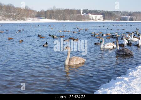 Viele Schwäne und Enten im Winter auf dem Stausee in der Nähe Das Ufer Stockfoto