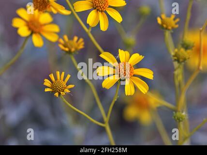 Nahaufnahme von wilden Brittlebush-Blumen bringt sonnenbeschienene Gold in den Frühling Saison des Gilbert Riparian Preserve in Arizona in den USA Südwest Stockfoto