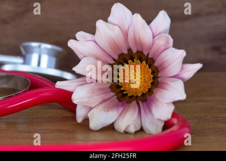 Nahaufnahme des Gesundheitswesens konzeptuelles Bild der natürlichen, integrativen Medizin mit frischer rosa Gänseblümchen, platziert mit rotem Stethoskop auf Holzmasernhintergrund Stockfoto