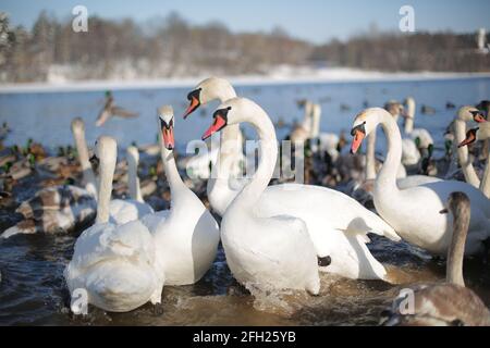 Viele Schwäne und Enten im Winter auf dem Stausee in der Nähe Das Ufer Stockfoto