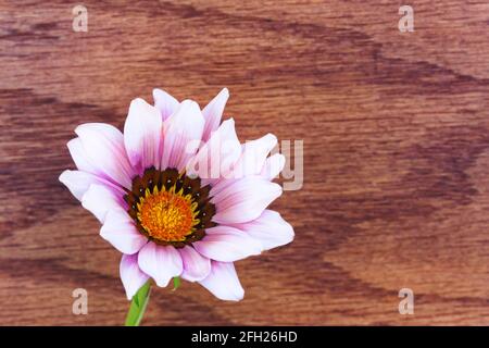 Horizontaler Hintergrund mit reichlich Kopieplatz auf der rechten Seite zeigt frische, weiße und rosa gestreift Daisy in der linken Ecke Stockfoto