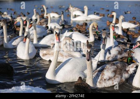 Viele Schwäne und Enten im Winter auf dem Stausee in der Nähe Das Ufer Stockfoto