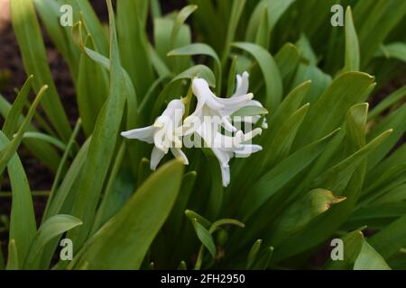 Weiße Narzissen wachsen natürlich im Garten Stockfoto