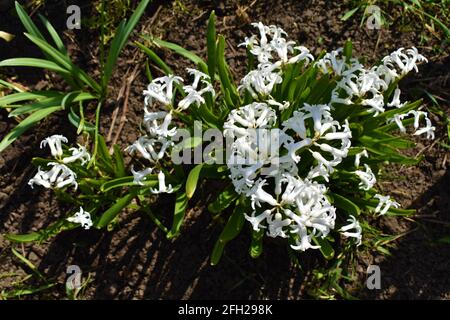 Weiße Narzissen wachsen natürlich im Garten Stockfoto