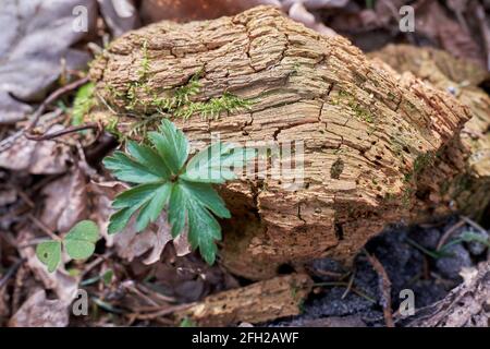 Tote Holzteile in Nahaufnahme Stockfoto