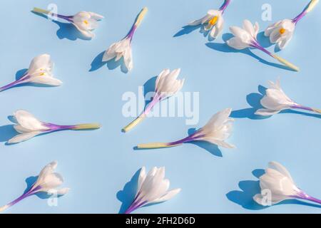 Weiße Krokusblüten auf hellblauem Hintergrund. Flaches, weiches, florales Muster mit natürlichem Layout im Frühfrühling. Stockfoto