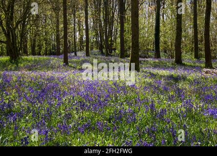 Wimborne, Dorset, Großbritannien. April 2021. Vereinigtes Königreich Wetter: Zauberhafte bluebell Wälder an einem sonnigen Frühlingstag in der Nähe von Wimborne - bluebells Wald Bäume Baumstämme Hyacinthoides non-scripta. Quelle: Carolyn Jenkins/Alamy Live News Stockfoto