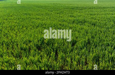 Junge Weizenpflanzen im Frühjahr, grüner Grasweizen auf dem Feld füllen den Rahmen Stockfoto