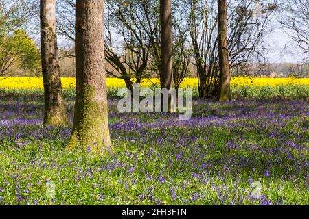 Wimborne, Dorset, Großbritannien. April 2021. Wetter in Großbritannien: Sonniger Frühlingstag in der Nähe von Wimborne mit viel Sonnenschein und einer Brise. Bluebells in Holz mit dem hellen Gelb der Rapsblüten im Feld, Brassica napus, dahinter. Bluebells Holz Waldbäume Baumstämme Hyacinthoides non-scripta Kredit: Carolyn Jenkins/Alamy Live News Stockfoto