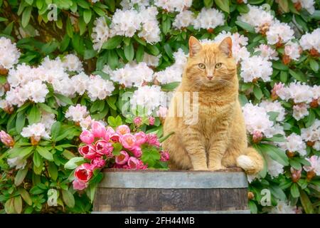 Eine entzückende Ingwer-Tabby-Katze sitzt auf einem Holzfass inmitten wunderschöner Frühlingsblumen, rosa Tulpen und weißem Rhododendron in einem Garten Stockfoto