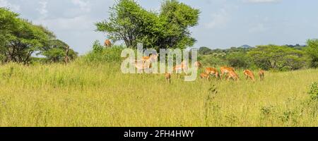 Wunderschönes Portrait von Impalas im Tarangire Nationalpark in Tansania Stockfoto