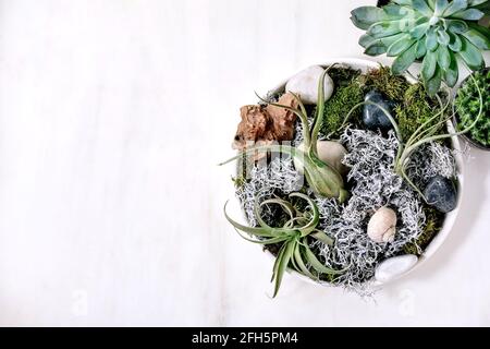 Tillandsia Luft und verschiedene Sukulenten Pflanze in keramischen Töpfen Stockfoto