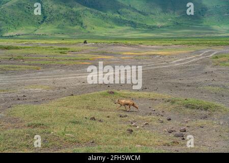Schwarzrückenschakal beim Spaziergang im Ngorongoro Conservation Center, Krater. Tansania Stockfoto