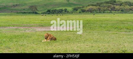 Panorama eines männlichen Löwen liegt auf Gras, Hintergrund Wildbeest am Ngorongoro Conservation Center - Krater, Tansania. Stockfoto