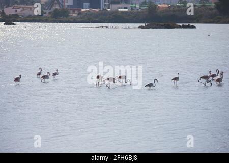 Blick auf die im Wasser ruhende Flamingo-Herde, in Calpe, den Salzsee Las Salinas, rosa Flamingos in der Provinz Alicante, Valencia, Spanien Stockfoto