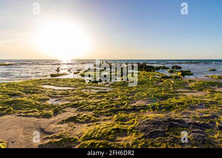 Felsen bedeckt mit grünen Pflanzen am Strand von Palmachim, Sonnenuntergang Stockfoto