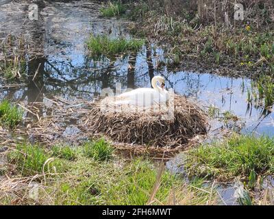 River Arrow, Cofton Hackett, Worcestershire Stockfoto