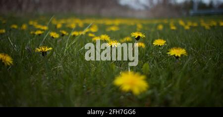 Der Dandelion ist eine Pflanze mit gelben Blüten. Taraxacum officinale ist die häufigste Sorte dieser Pflanze und wächst in vielen Teilen der Welt Stockfoto