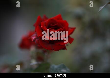 Die scharlachrote Rose blühte im botanischen Garten Stockfoto