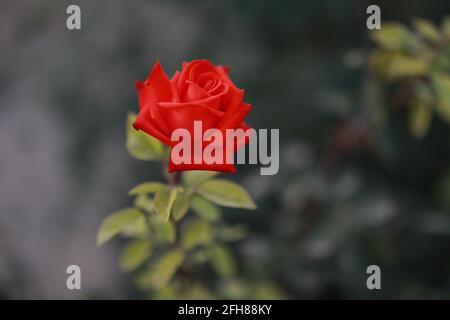 Die scharlachrote Rose blühte im botanischen Garten Stockfoto