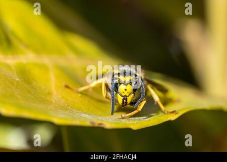 Eine Makroaufnahme einer Wespe auf einem grünen Blatt Stockfoto