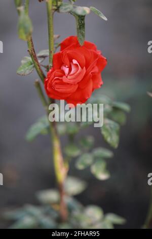 Die scharlachrote Rose blühte im botanischen Garten Stockfoto